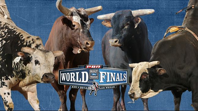 world finals bull race
