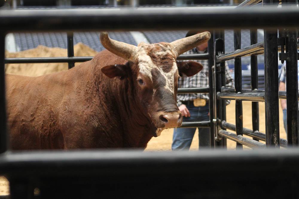 More Chances To See Bushwacker Buck Over The PBR's Summer ...